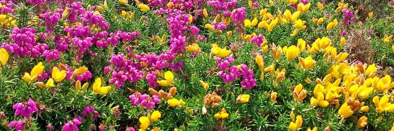 Einfach leben – einfach Leben